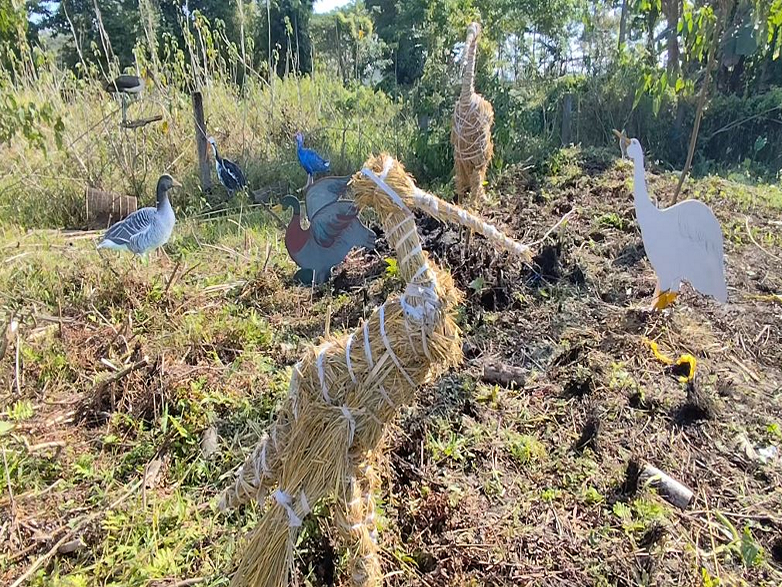 Majuli hosts 'Charaichung Festival' to revive Asia's first protected royal bird sanctuary