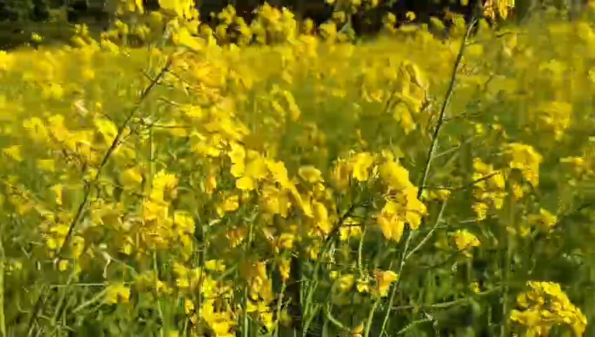 Five farmers are cultivating mustard on 40 bighas of land in Majuli
