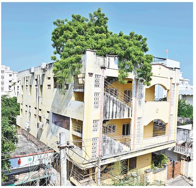The Neem Tree That Became a Goddess: A Terrace Story of Shade and Faith
