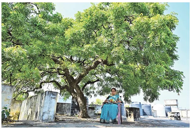The Neem Tree That Became a Goddess: A Terrace Story of Shade and Faith