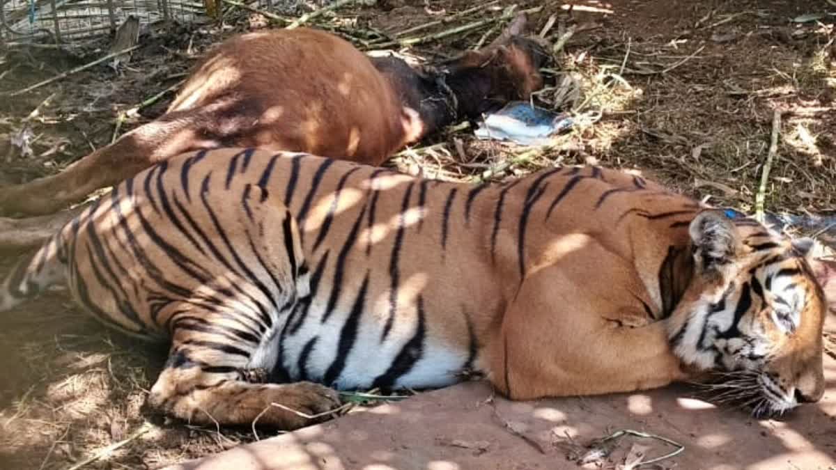 Captured Mother Tiger