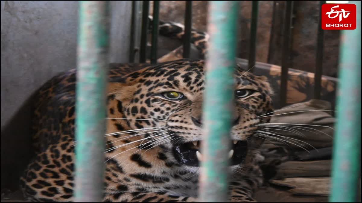 प्रयागराज से रेस्क्यू तेंदुआ