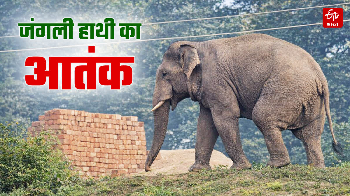 WILD ELEPHANT ATTACK IN HAZARIBAG