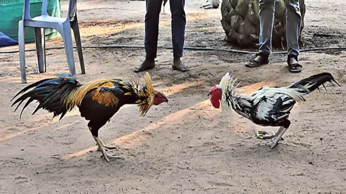 COCK FIGHT IN GODAVARI DISTRICTS