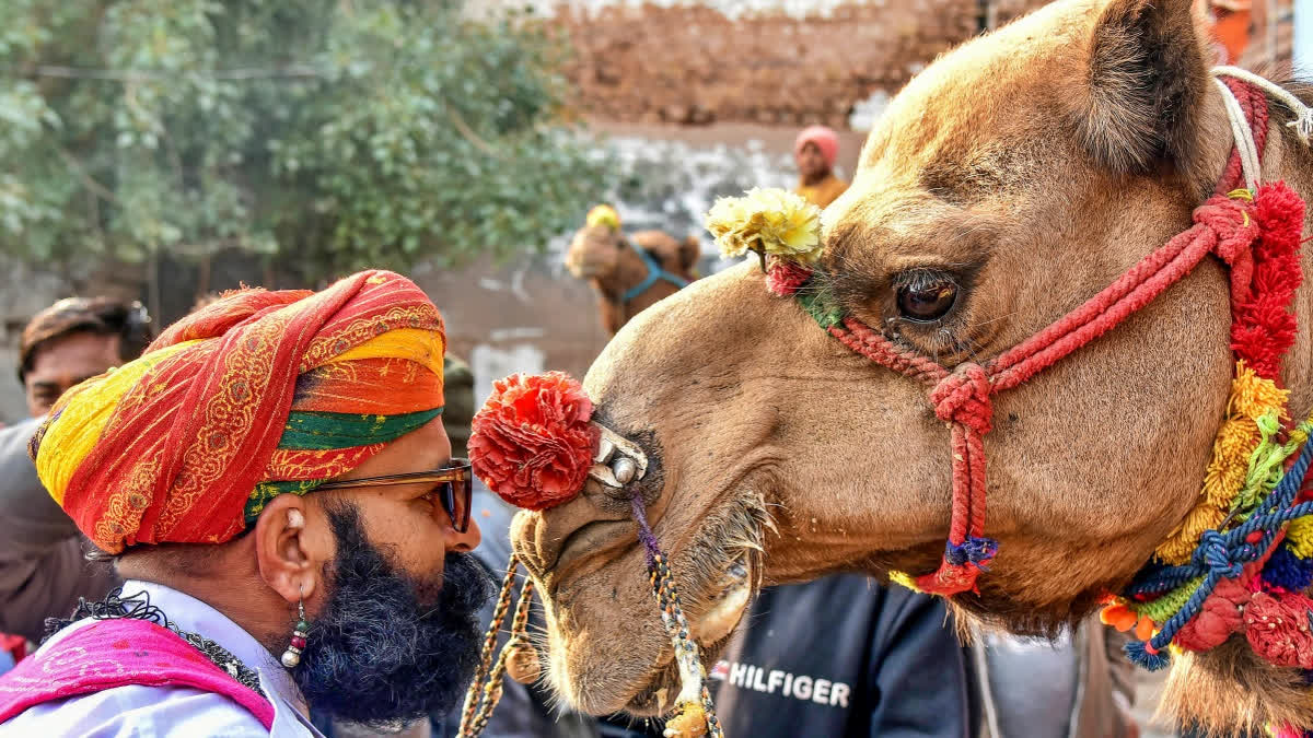 Union Minister Arjun Ram Megwal inaugurated the three-day International Camel Festival in Bikaner