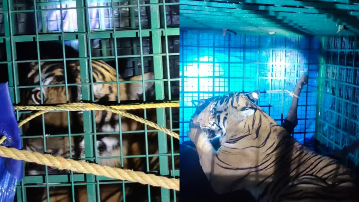 Tiger Trapped In Kannur  Tiger Attack  Leopard In Kannur  Animal Man Conflict
