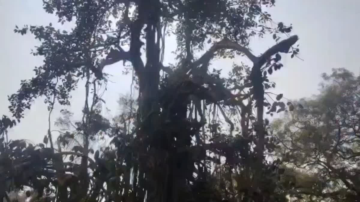 IMPACT OF ETV BHARAT NEWS