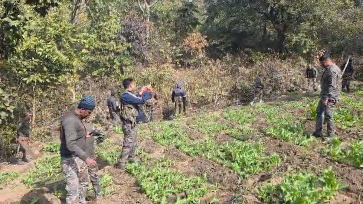 opium-crops-destroyed-through-drones-in-hazaribag