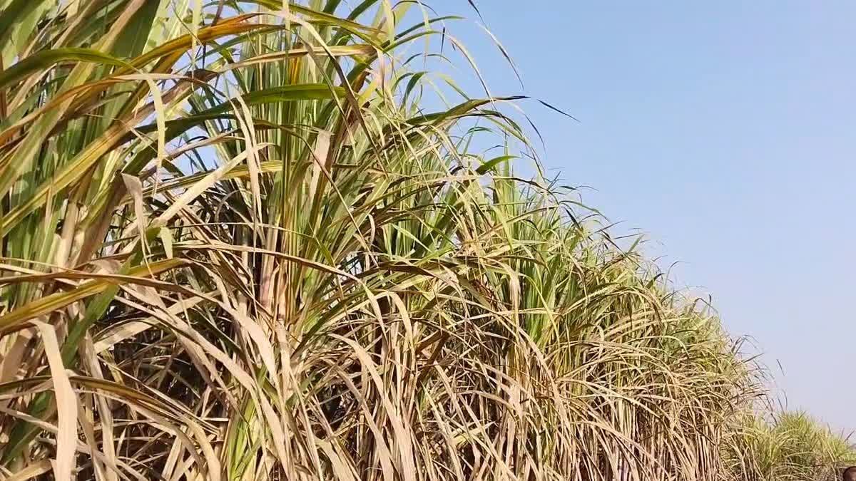 KARNA 18 SUGARCANE VARIETY