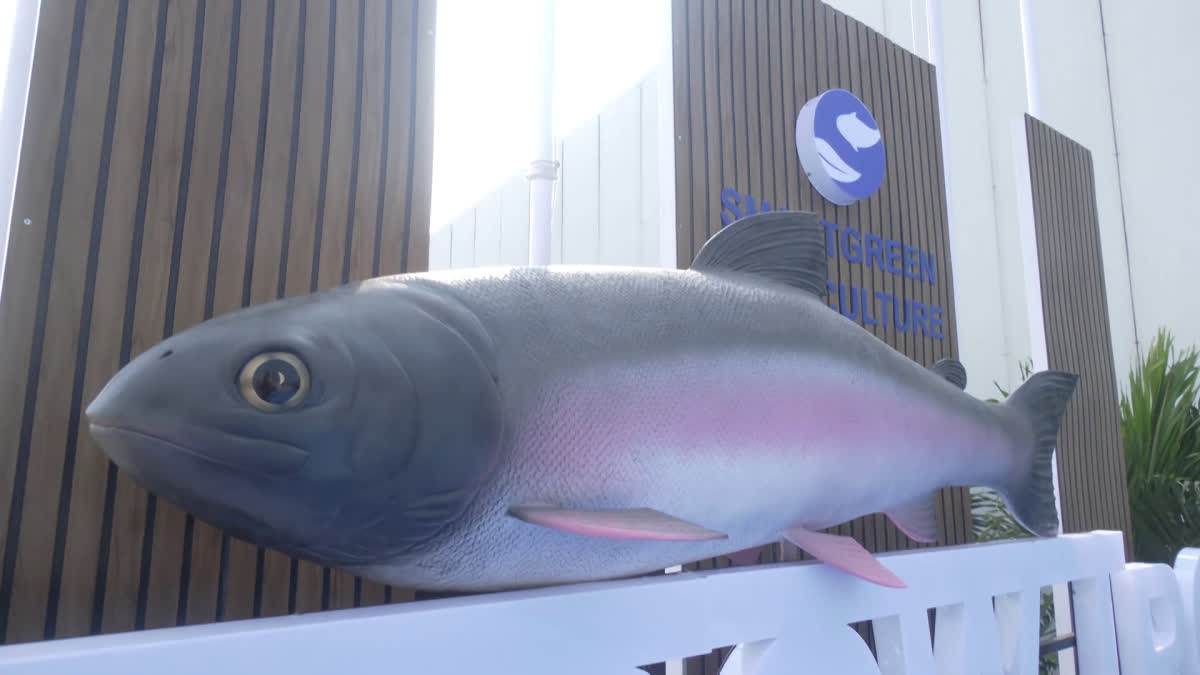 Rainbow Trout Fish Forming In Telangana