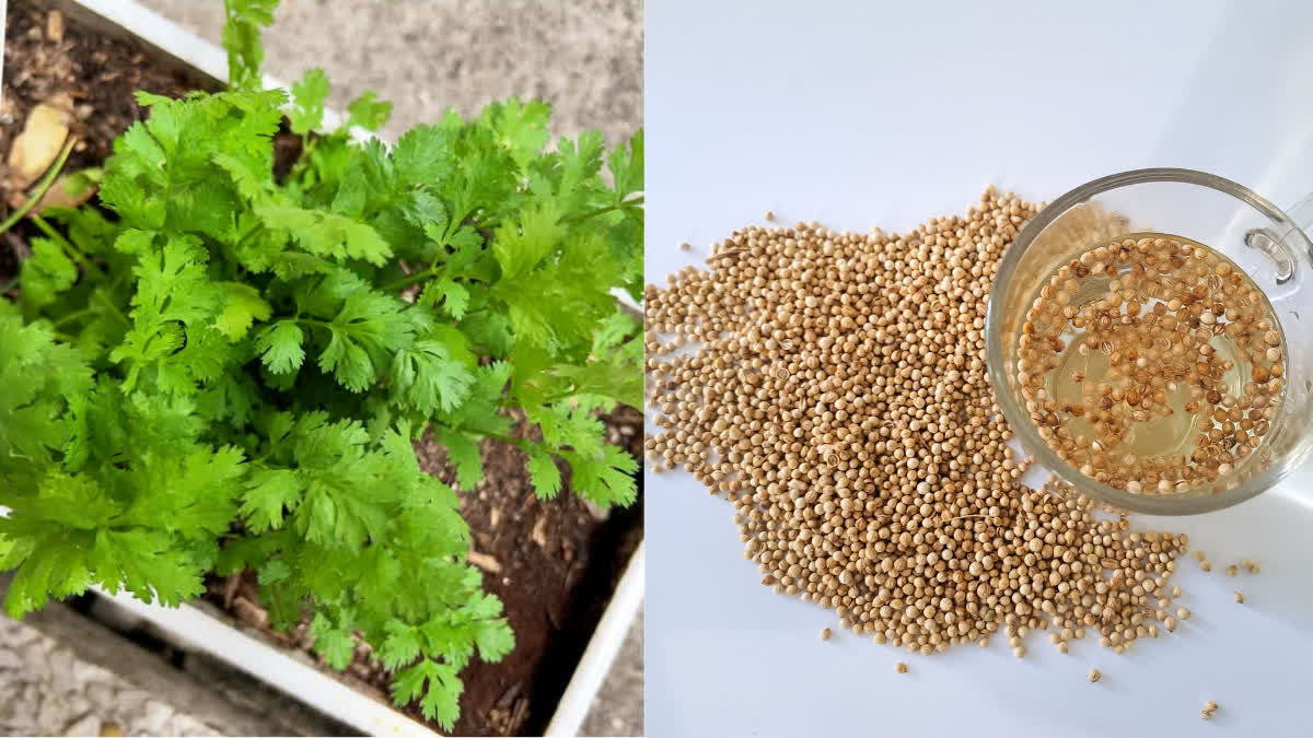 Try this easy method to grow coriander at home. best month to grow coriander