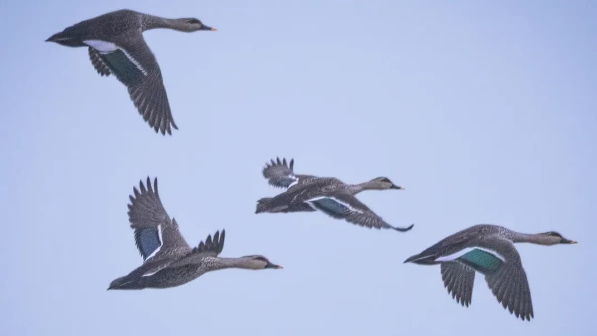 Wings Of Change: 213 Bird Species Call Jabalpur Home For Winter Migratory Birds Flock To Jabalpur's Wetlands