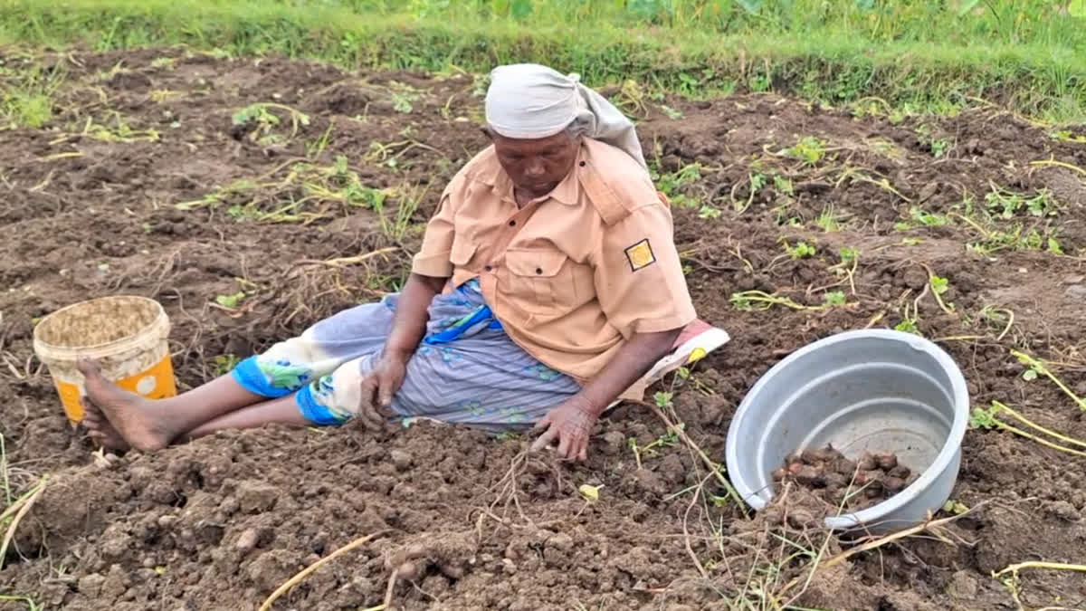 சிறுகிழங்கை மண்ணில் இருந்து எடுக்கும் பணியில் ஈடுபட்டிருக்கும் மூதாட்டி