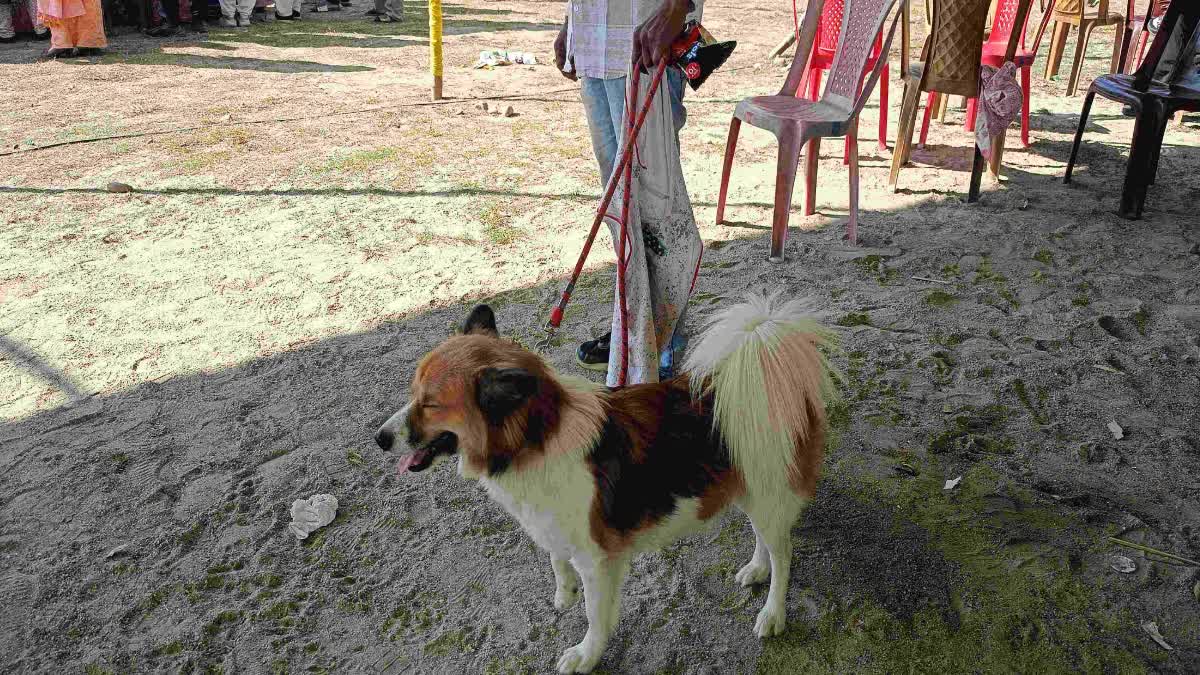 Dog Show in Dhemaji