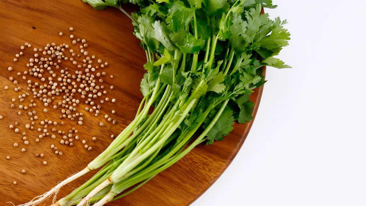 HOW TO GROW FRESH CORIANDER AT HOME