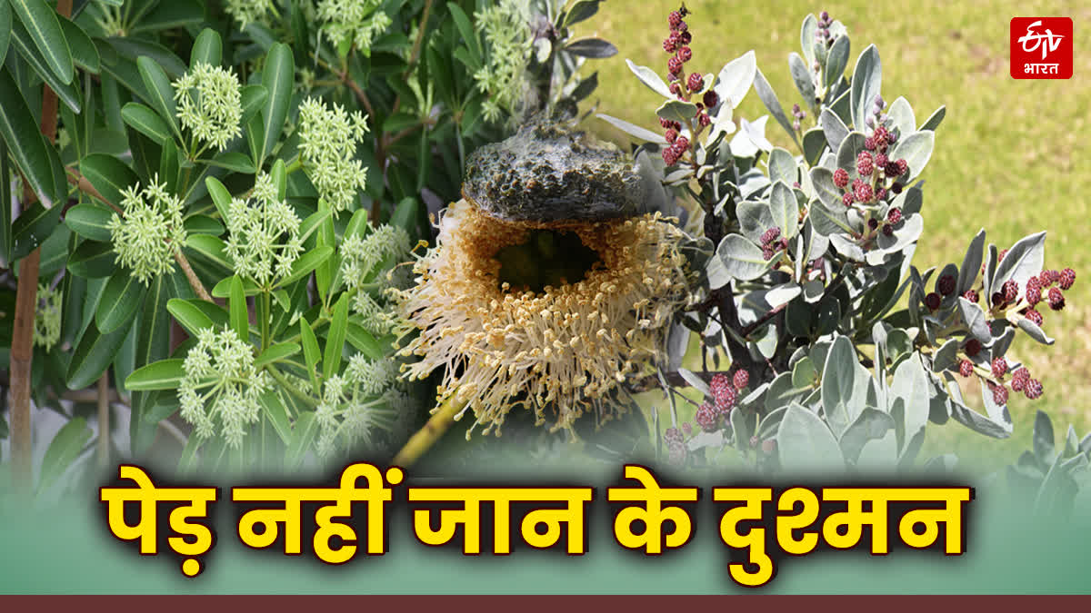 CONOCARPUS TREES BANNED MP