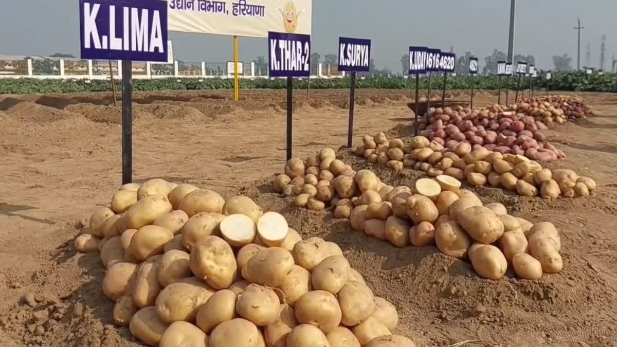 fourth Potato Expo in Karnal