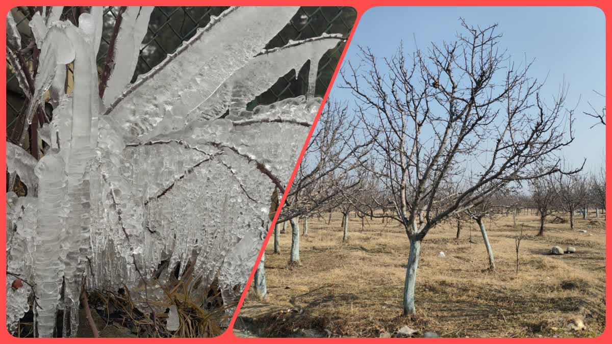 کشمیر میں مسلسل خشک موسم سے کسان پریشان