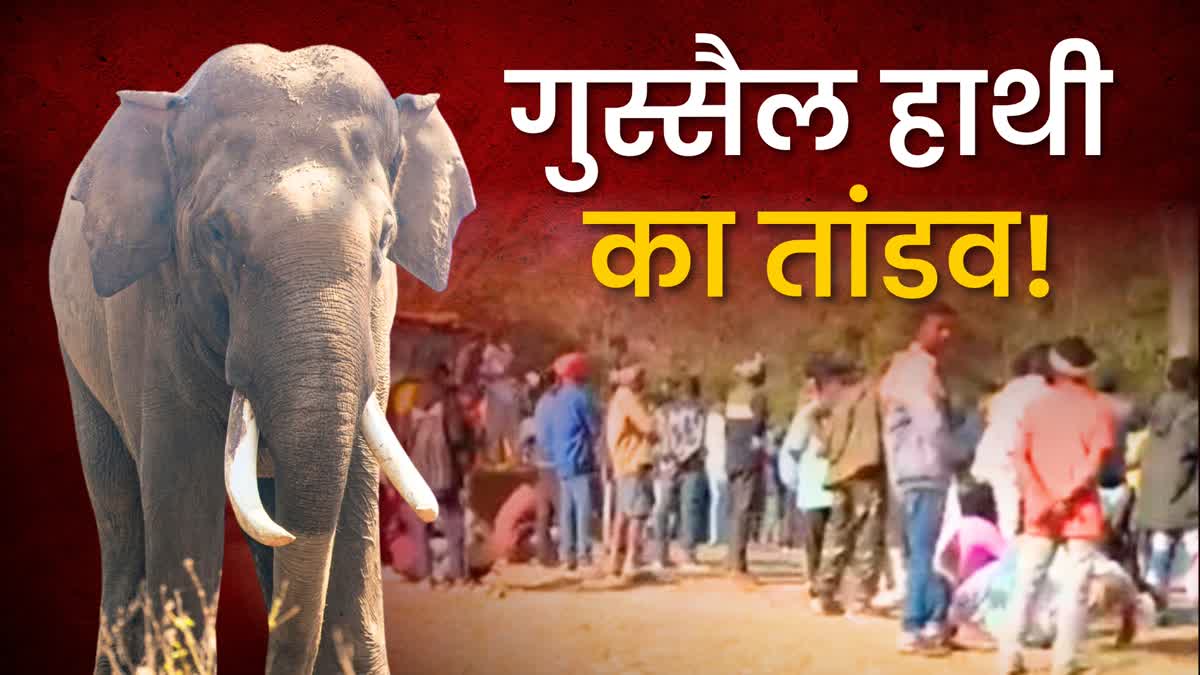 tusked elephant in Chaibasa