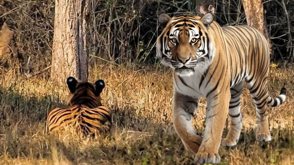 TIGER ATTACK