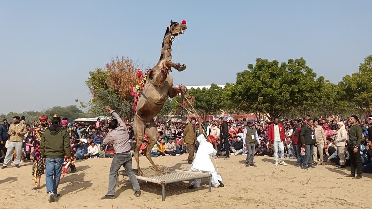 नृत्य करता हुआ ऊंट