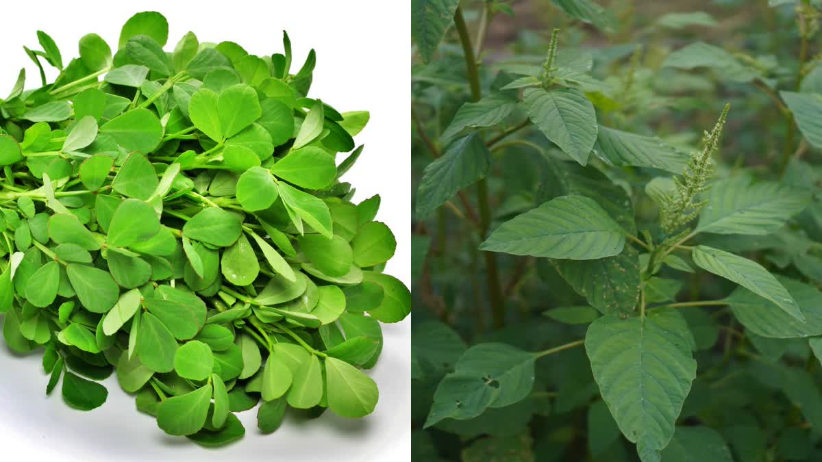 LEAFY VEGETABLES BENEFITS  LEAFY VEGETABLES FOR DIABETES  VEGETABLES FOR IRON DEFICIENCY