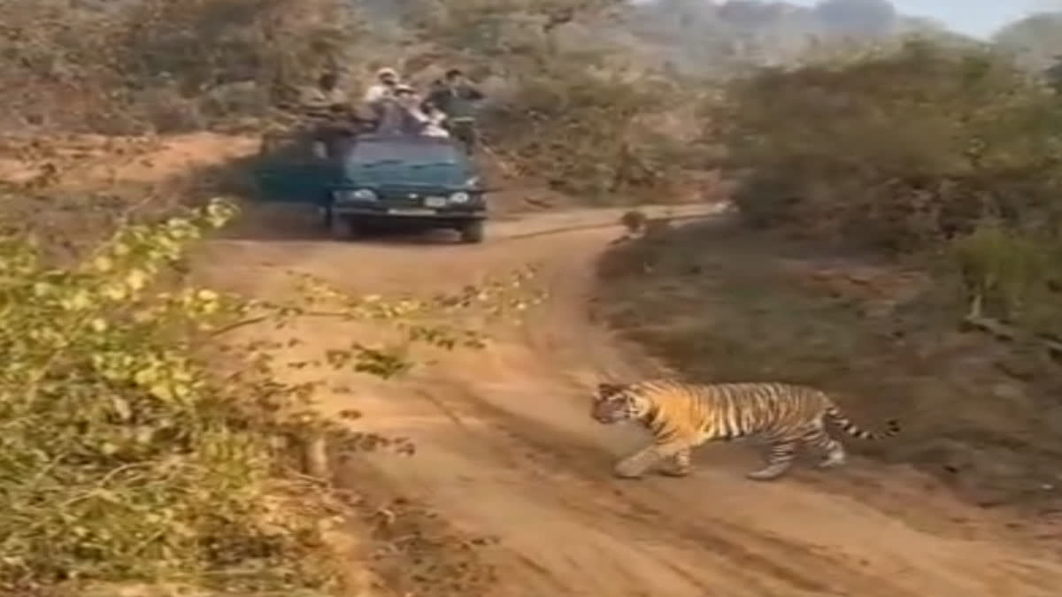 Tiger sighting in Sariska