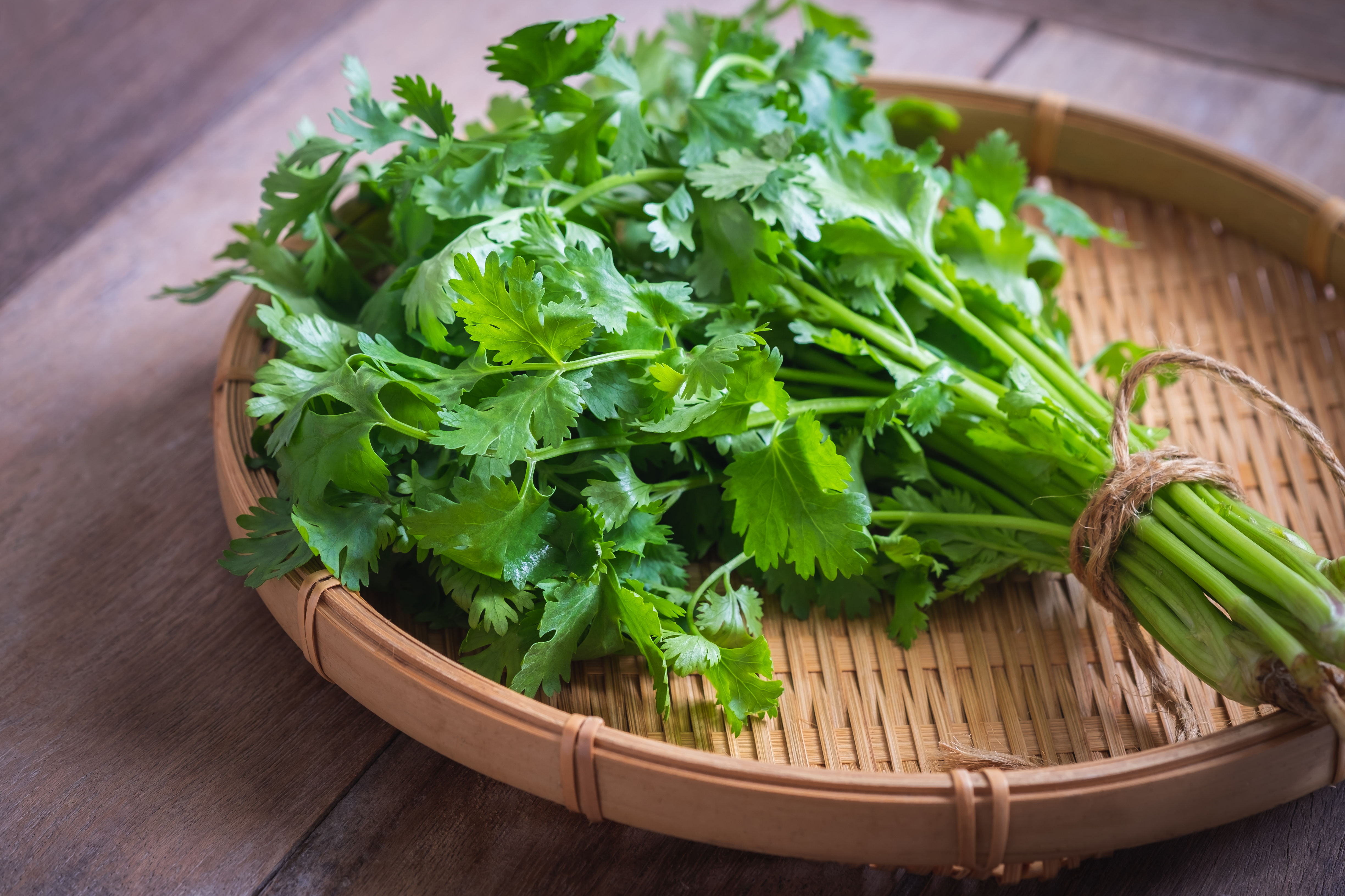 Try this easy method to grow coriander at home. best month to grow coriander