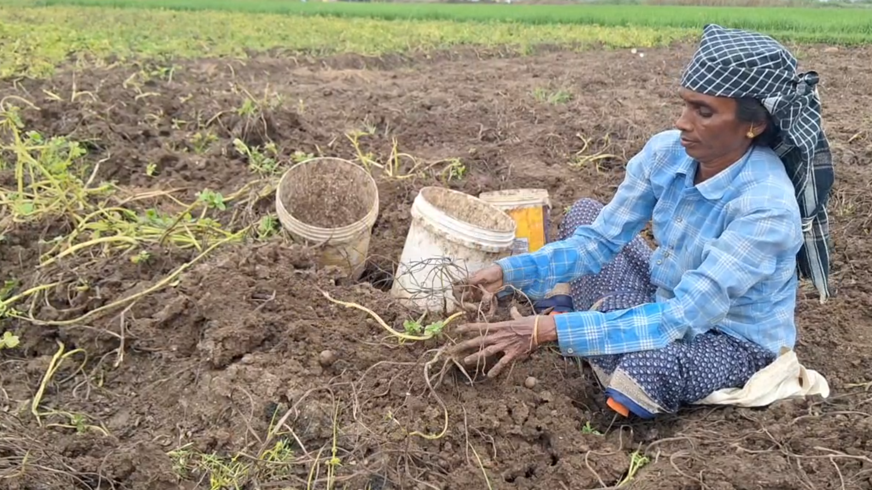 சிறுகிழங்கை மண்ணில் இருந்து எடுக்கும் பணியில் ஈடுபட்டிருக்கும் பெண்