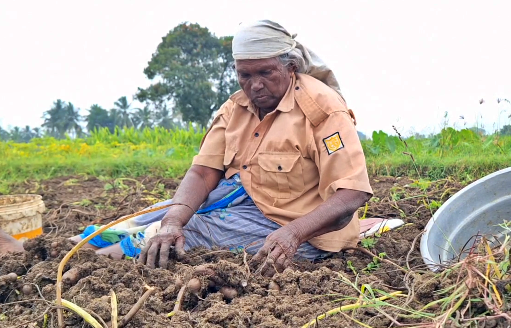 சிறுகிழங்கை மண்ணில் இருந்து எடுக்கும் பணியில் ஈடுபட்டிருக்கும் மூதாட்டி
