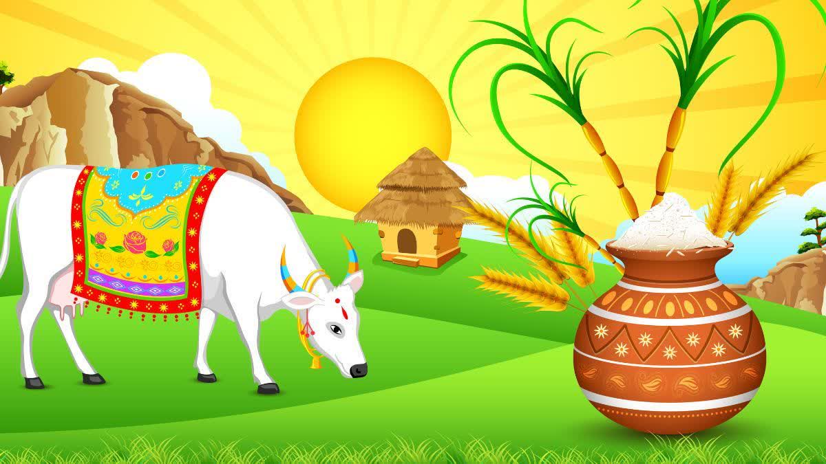 Find out why Makar Sankranti is also called Uttarayan? Why are curd, flattened rice, and sesame seeds eaten on this day?