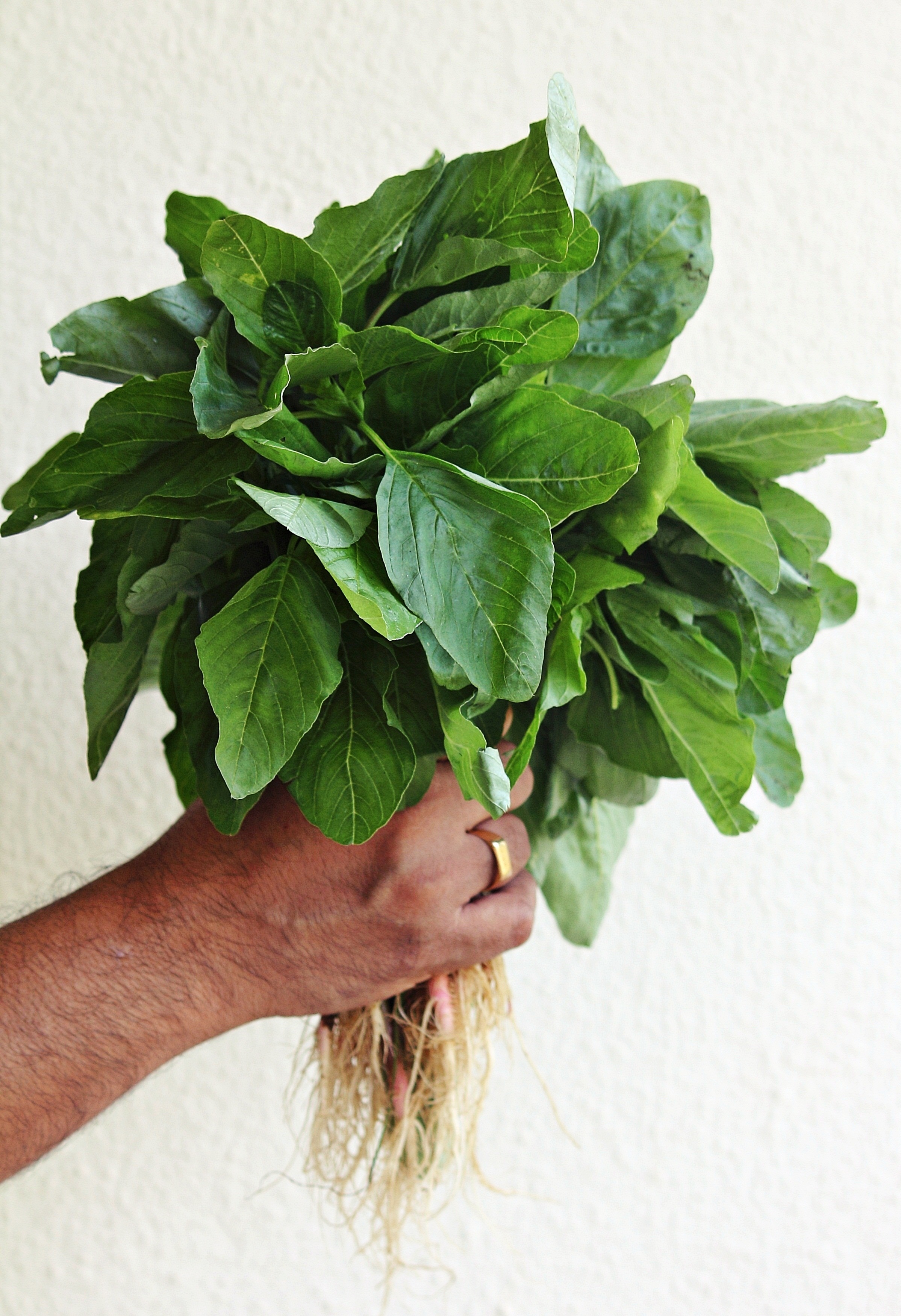 Thotakura Majjiga Charu