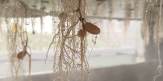 Potato Technology Institute in the Shamgarh village Grows potato using aeroponics farming.