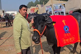 Murrah breed buffalo