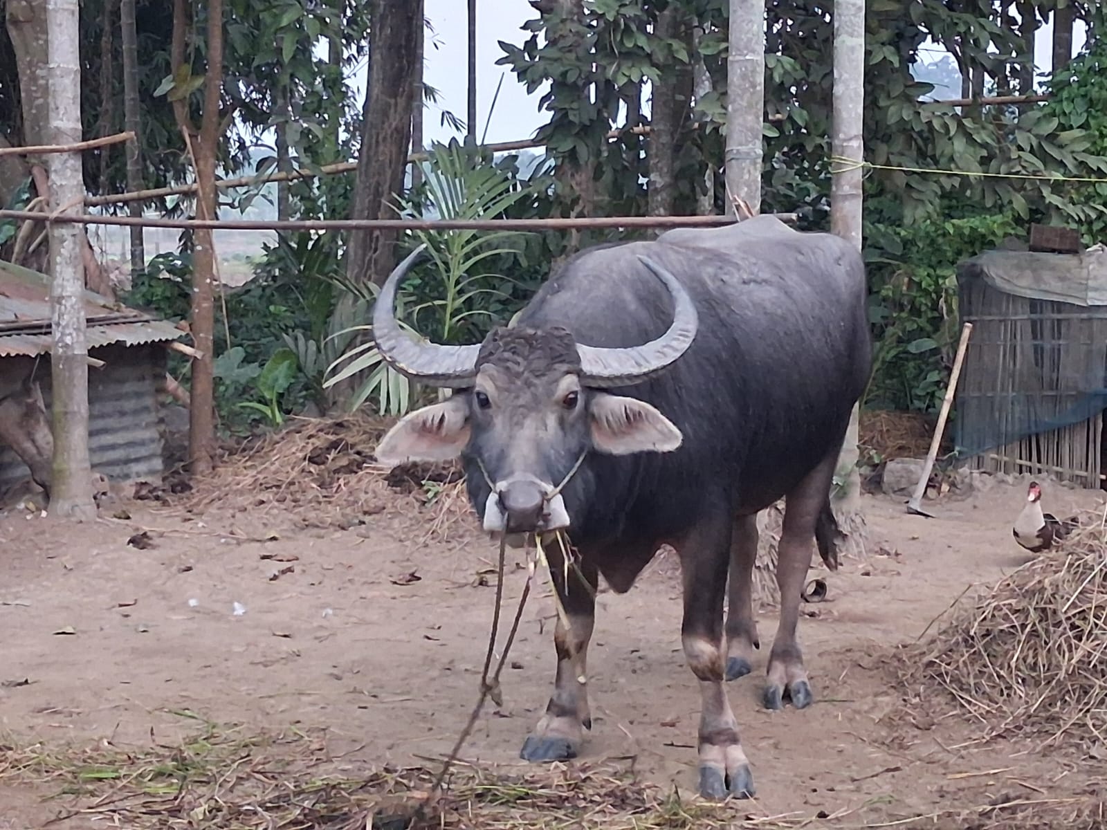 Preparation of traditional Magh Bihu in Ahatguri