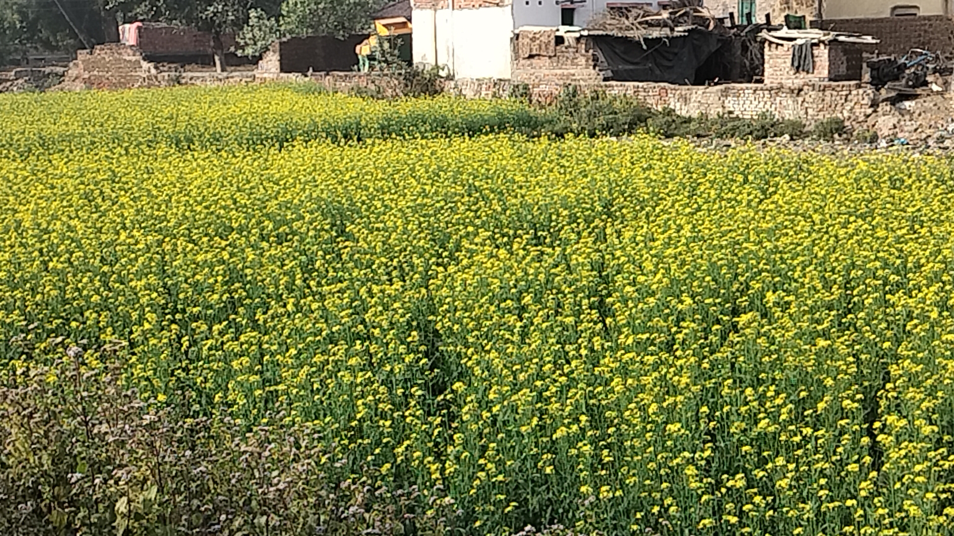 DRONE DIDI RUPA KUMARI