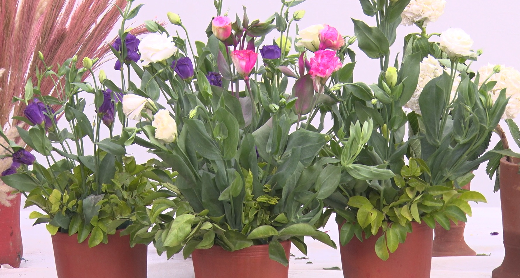 Bonsai plants center of attraction