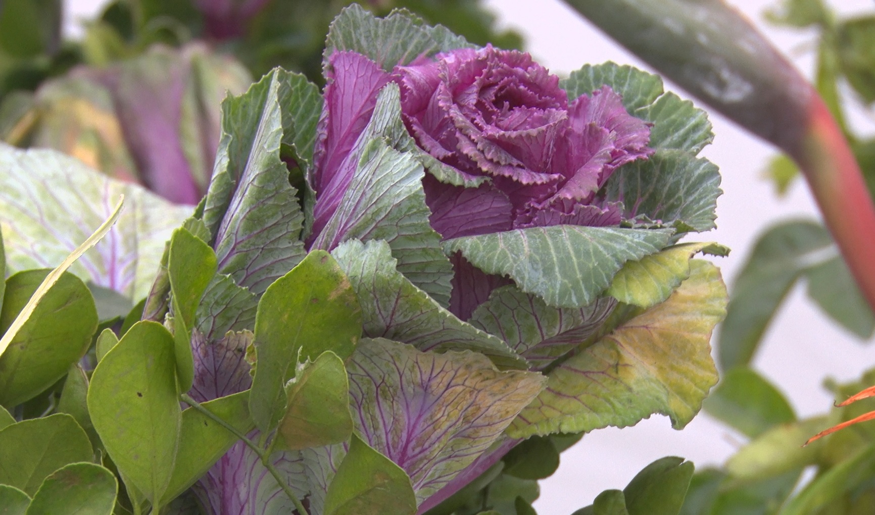 new variety of flowers