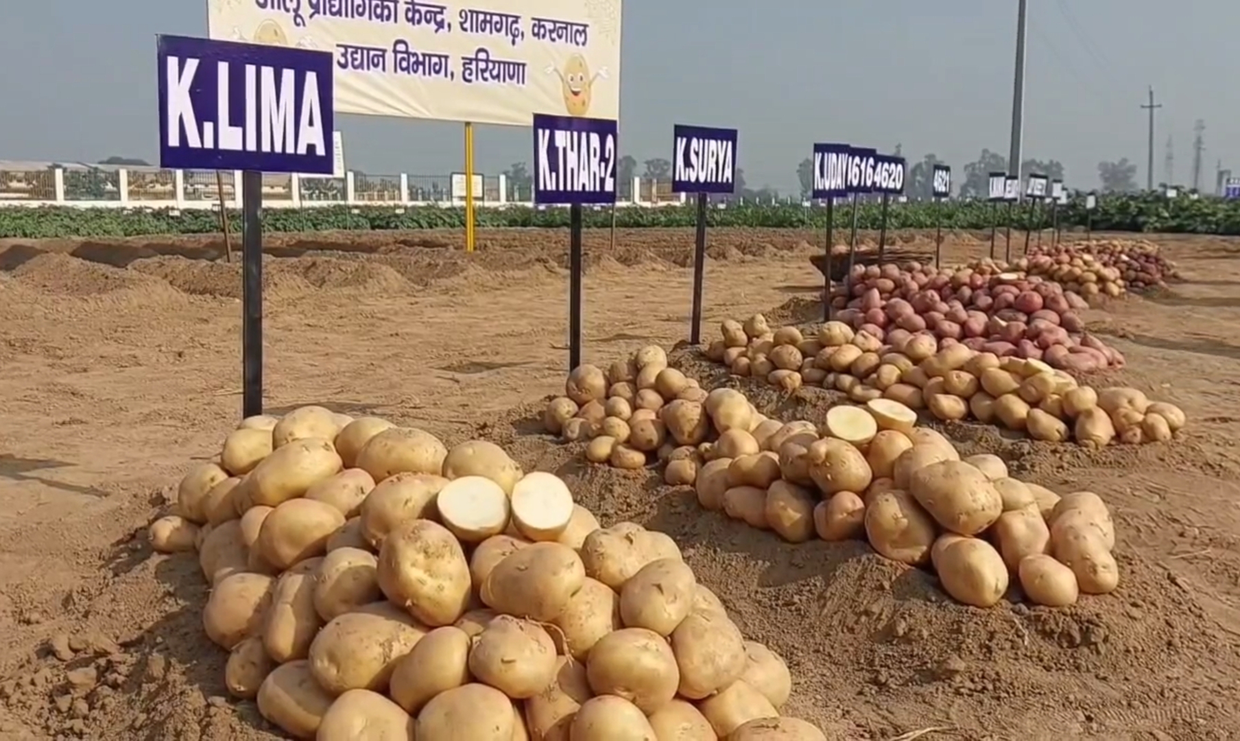 fourth Potato Expo in Karnal