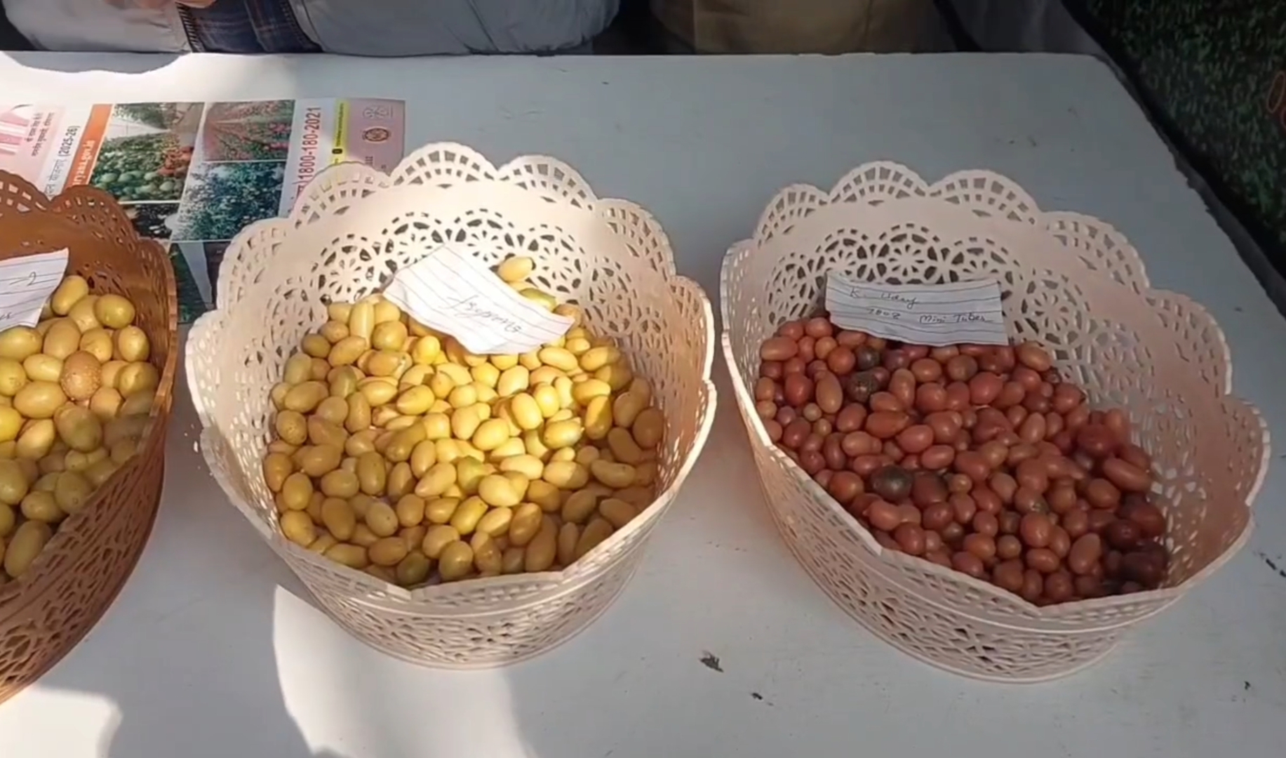 fourth Potato Expo in Karnal