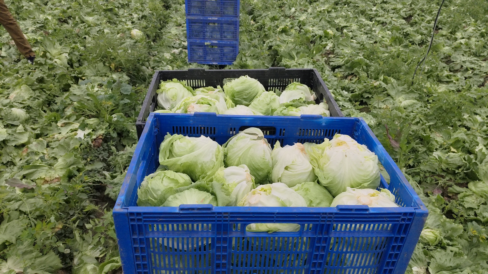 Success Story Kurukshetra Binwant Singh quit job of Rs 18 lakh