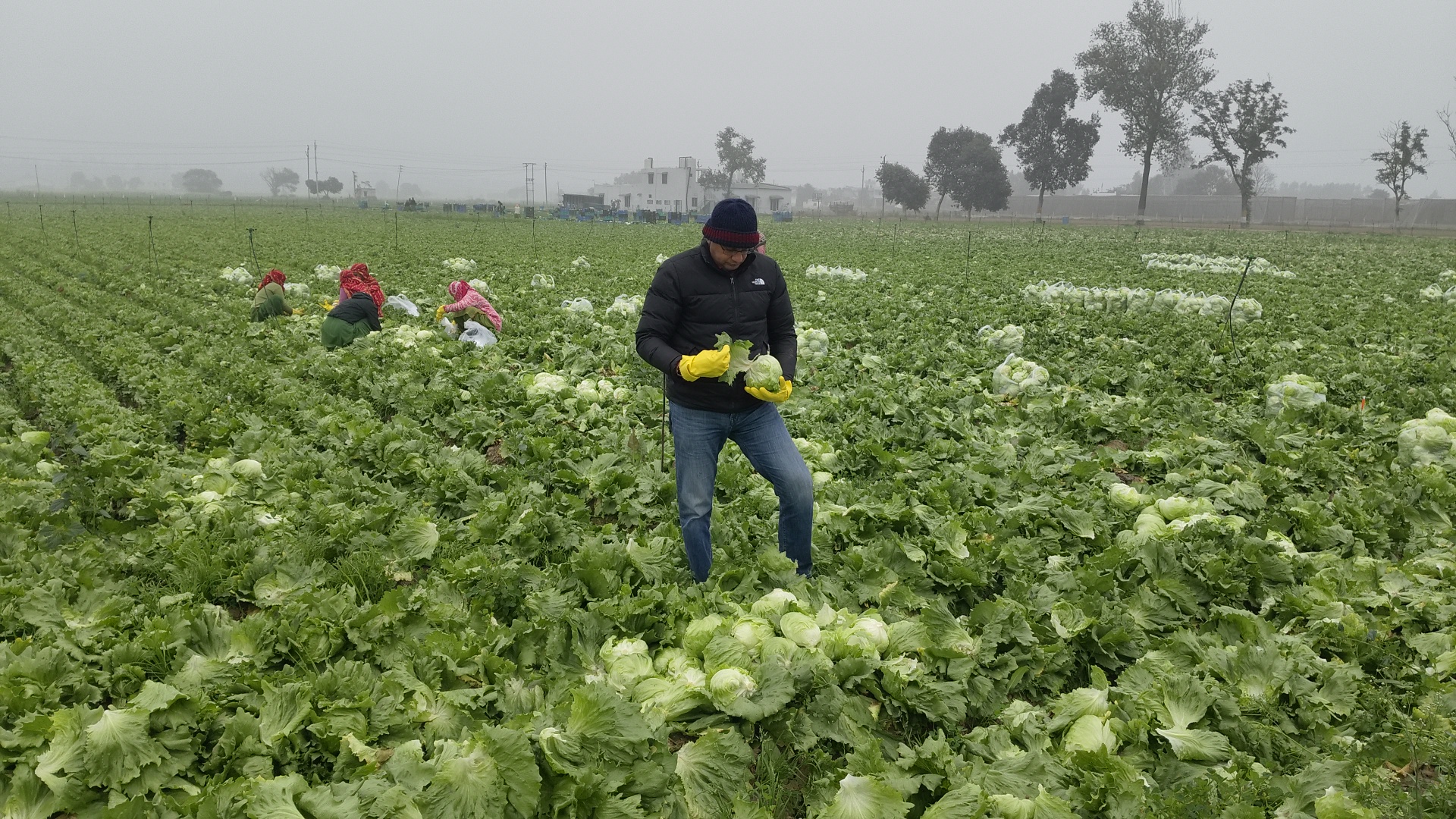 Success Story Binwant Singh from Kurukshetra quit his job of Rs 18 lakh and is earning crores by growing iceberg lettuce
