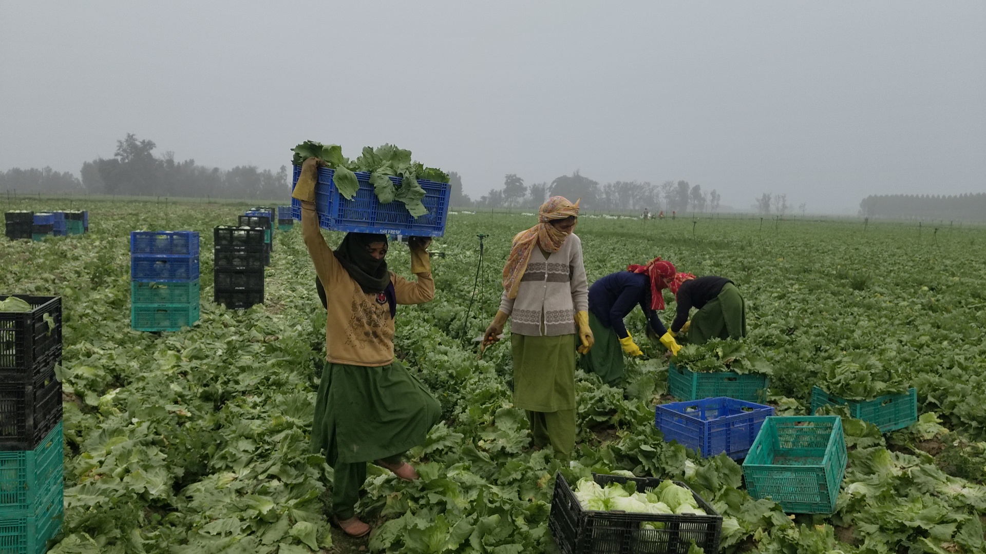 Success Story Kurukshetra Binwant Singh quit job of Rs 18 lakh