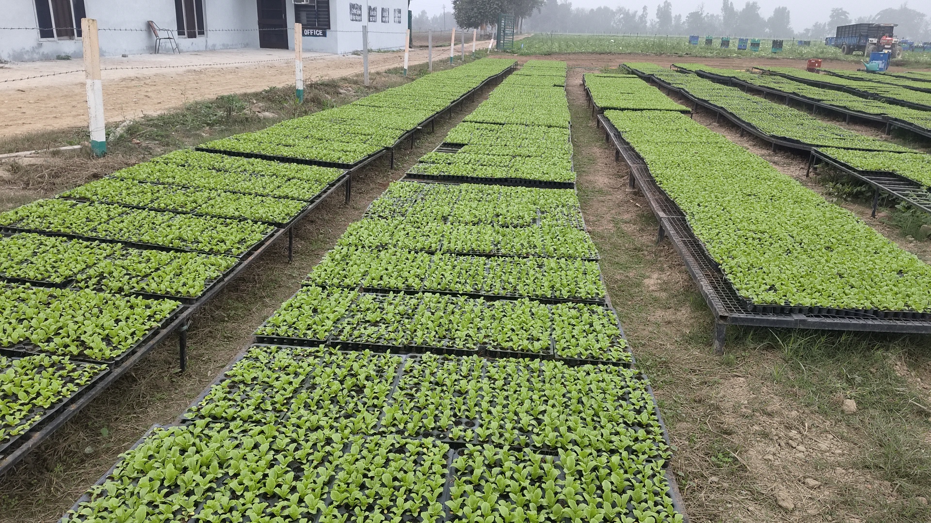 Success Story Binwant Singh from Kurukshetra quit his job of Rs 18 lakh and is earning crores by growing iceberg lettuce