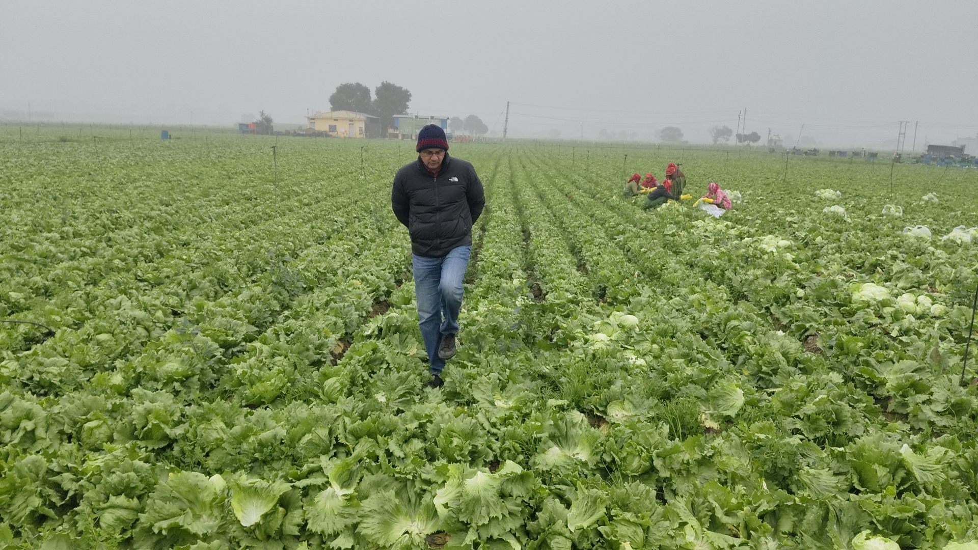 Success Story Binwant Singh from Kurukshetra quit his job of Rs 18 lakh and is earning crores by growing iceberg lettuce