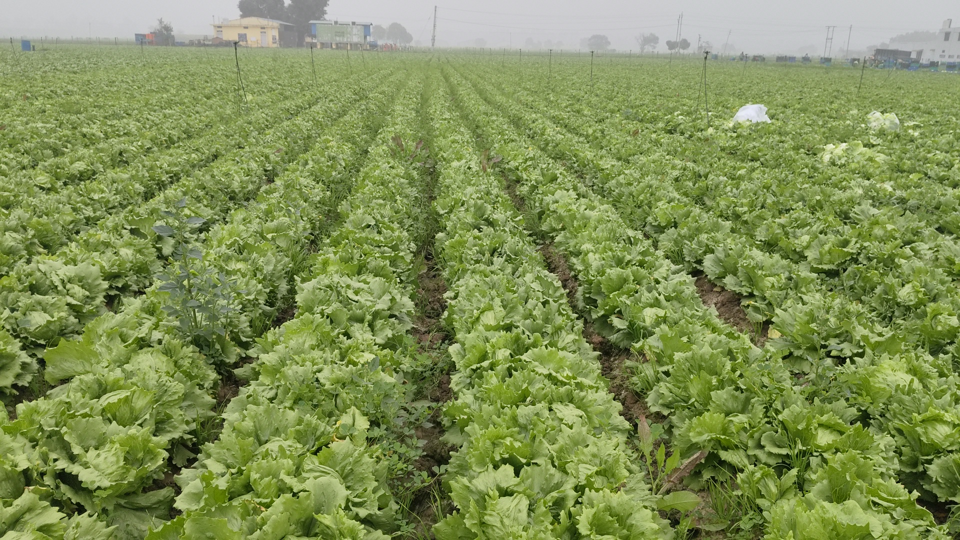 Success Story Kurukshetra Binwant Singh quit job of Rs 18 lakh