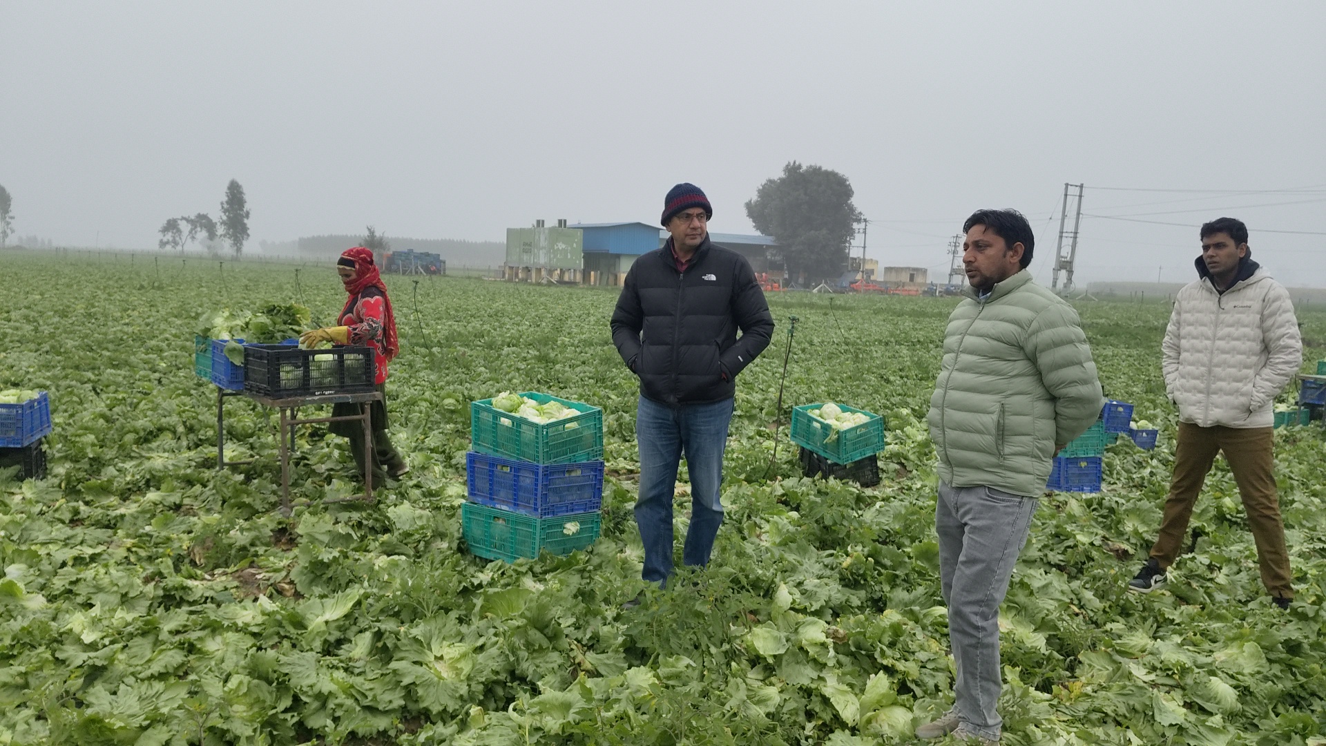 Success Story Binwant Singh from Kurukshetra quit his job of Rs 18 lakh and is earning crores by growing iceberg lettuce