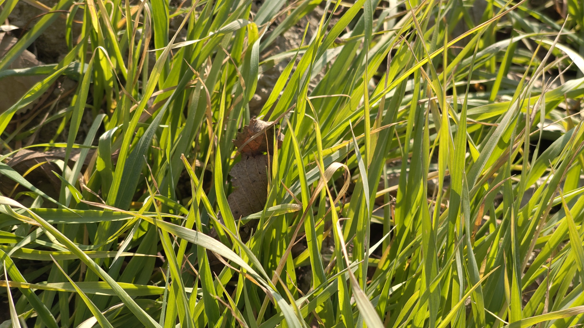 ای ٹی وی بھارت