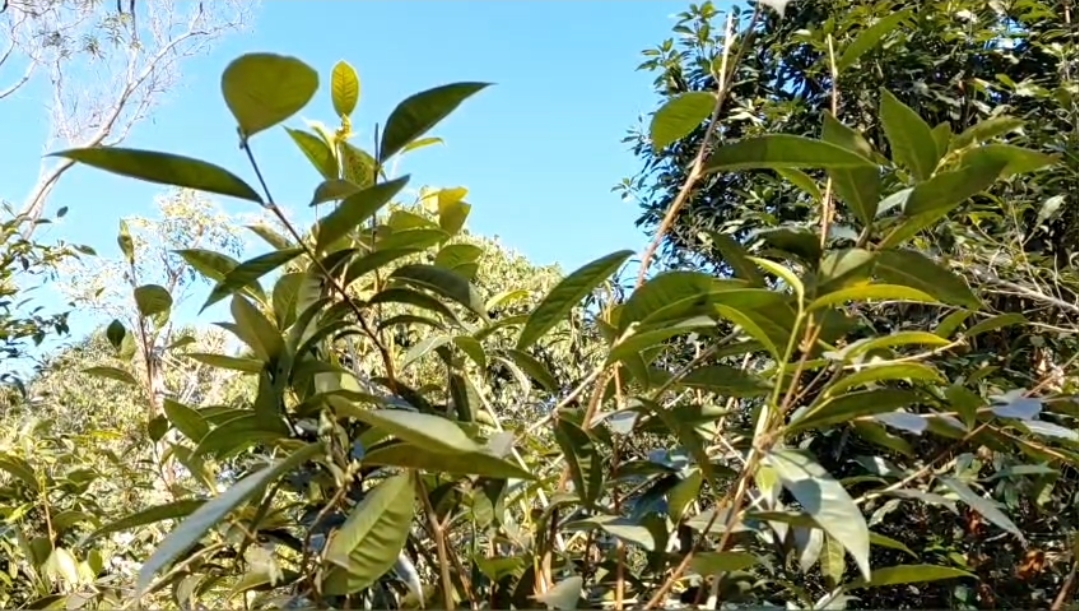 ଏହା ପୁନଃ କାର୍ଯ୍ୟକ୍ଷମ ହେଲେ ଲୋକଙ୍କୁ କର୍ମନିଯୁକ୍ତି ମିଳିବା ସହ ପର୍ଯ୍ୟଟନ ଶିଳ୍ପର ବିକାଶ ହେବ । ମୁଖ୍ୟମନ୍ତ୍ରୀ ମୋହନ ଚରଣ ମାଝୀଙ୍କର ଏହା ଏକ ସ୍ବପ୍ନର ପ୍ରକଳ୍ପ ।