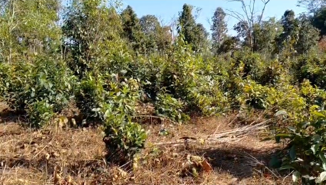 ୨୦୦୨ ମସିହାରେ ଏହି ଚା' ବଗିଚାର ବ୍ୟବସାୟର ଶୀର୍ଷକୁ ଛୁଇଁଥିଲା । ହେଲେ, ପରିଚାଳନାଗତ ତ୍ରୁଟି ପାଇଁ ୨୦୦୪ ମସିହାରେ ଏହା ସମ୍ପୁର୍ଣ୍ଣ ବନ୍ଦ ହୋଇଗଲା l